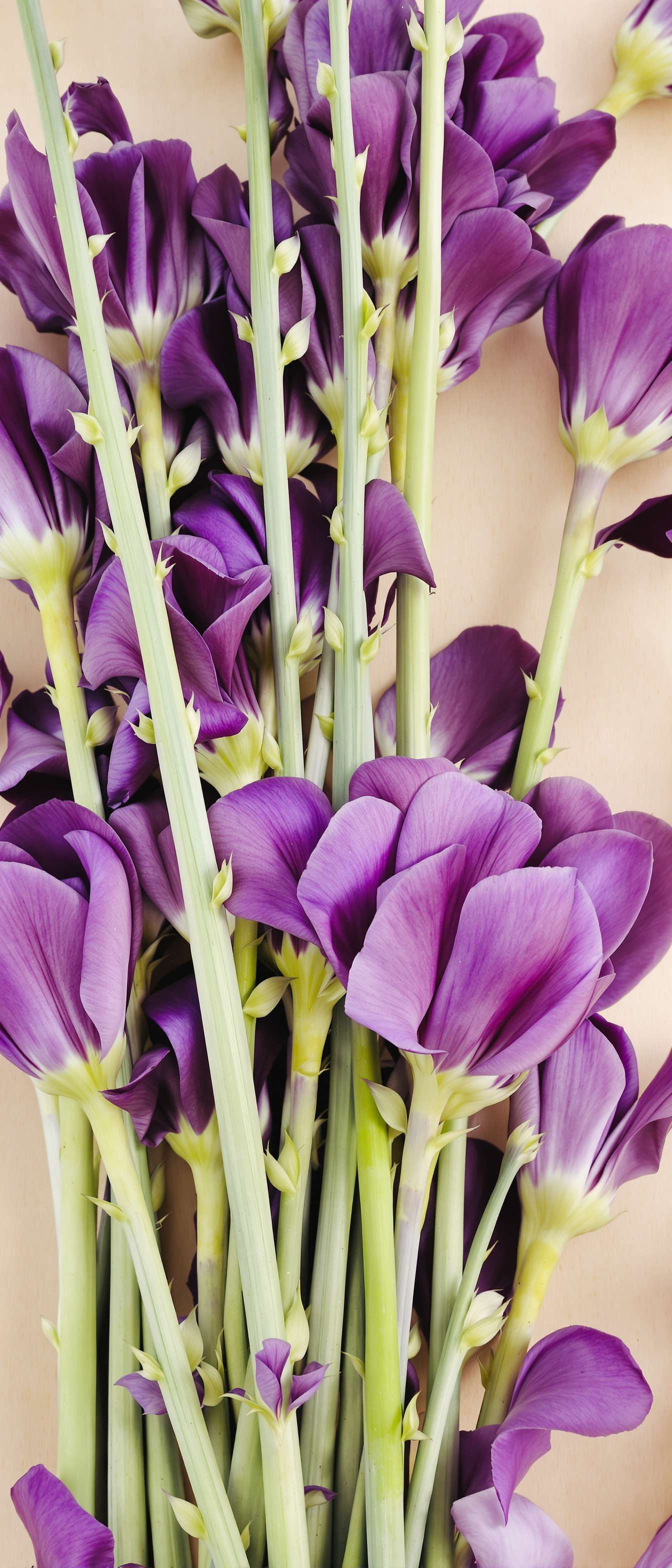 Elegant Purple Floral Design Phone Case